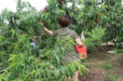 “蟠桃”盛會：你來采呀，我來吃（圖）